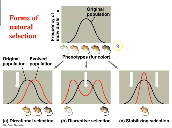 biol422_ns_forms.png