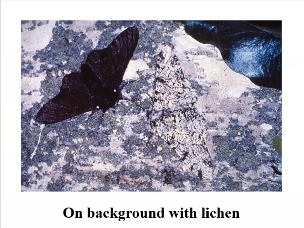 biol422_ns_lichen.png